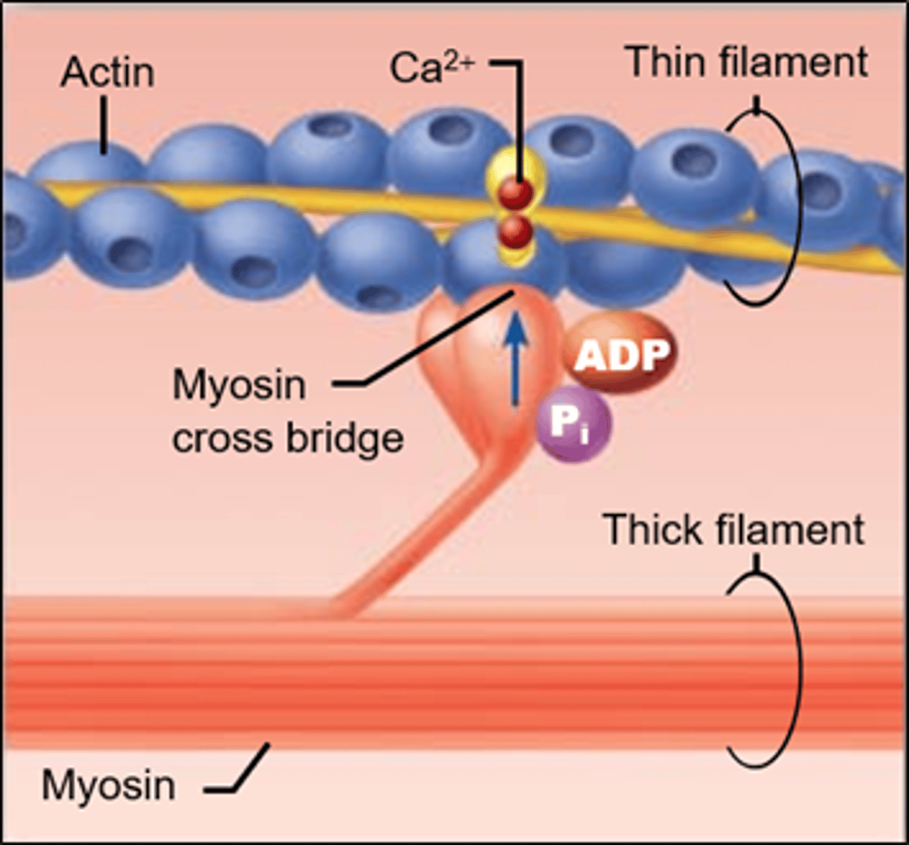 <p>myosin heads attach to actin binding sites</p>