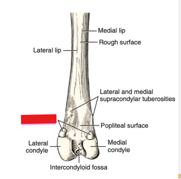 <p>Q: …… formerly known as fabella, are found at the origin of the medial and lateral parts of the gastrocnemius in dogs only. </p><p>A. Condyles </p><p>B. Sesamoids </p><p>C. Malleoli </p><p>D. Trochanters</p>
