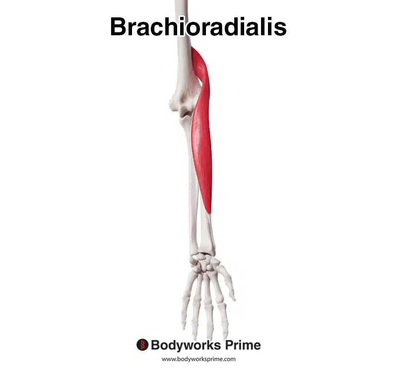 <p>Brachioradialis** (Muscles of the anterior arm - forearm movement 3 of 3):</p><p>What is OIAS?</p>