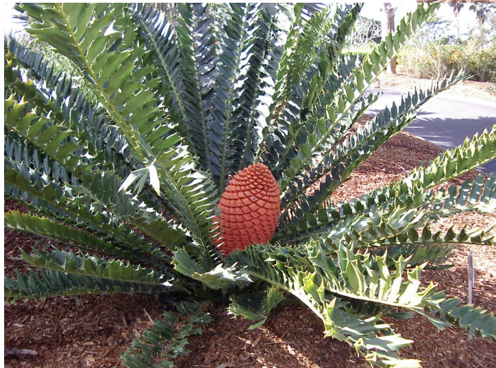 <p>Kingdom:</p><p>Clade:</p><p>Phylum:</p><p>Name of Structure:</p><p>Ploidy:</p>