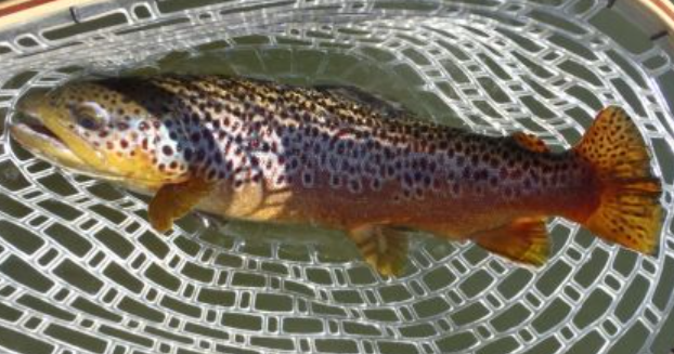 <p>Salmo trutta</p><p>nonnative</p><p>no spots on tail, light colored halos around dark spots, sometimes red/orange spots, dark spots on a light background </p>