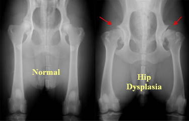 <p>Hip Dysplasia Radiographic Dx</p>
