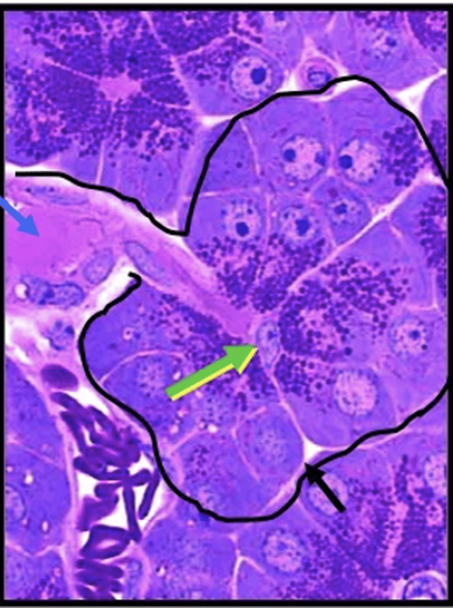 <p>Identify the cell</p>