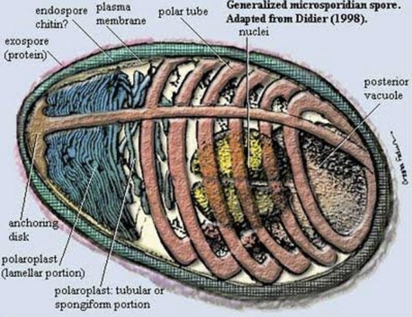 <p>The spore has a thick wall, one or two nuclei, rows of circles or ovals that are cross sections of the coiled polar filament </p>