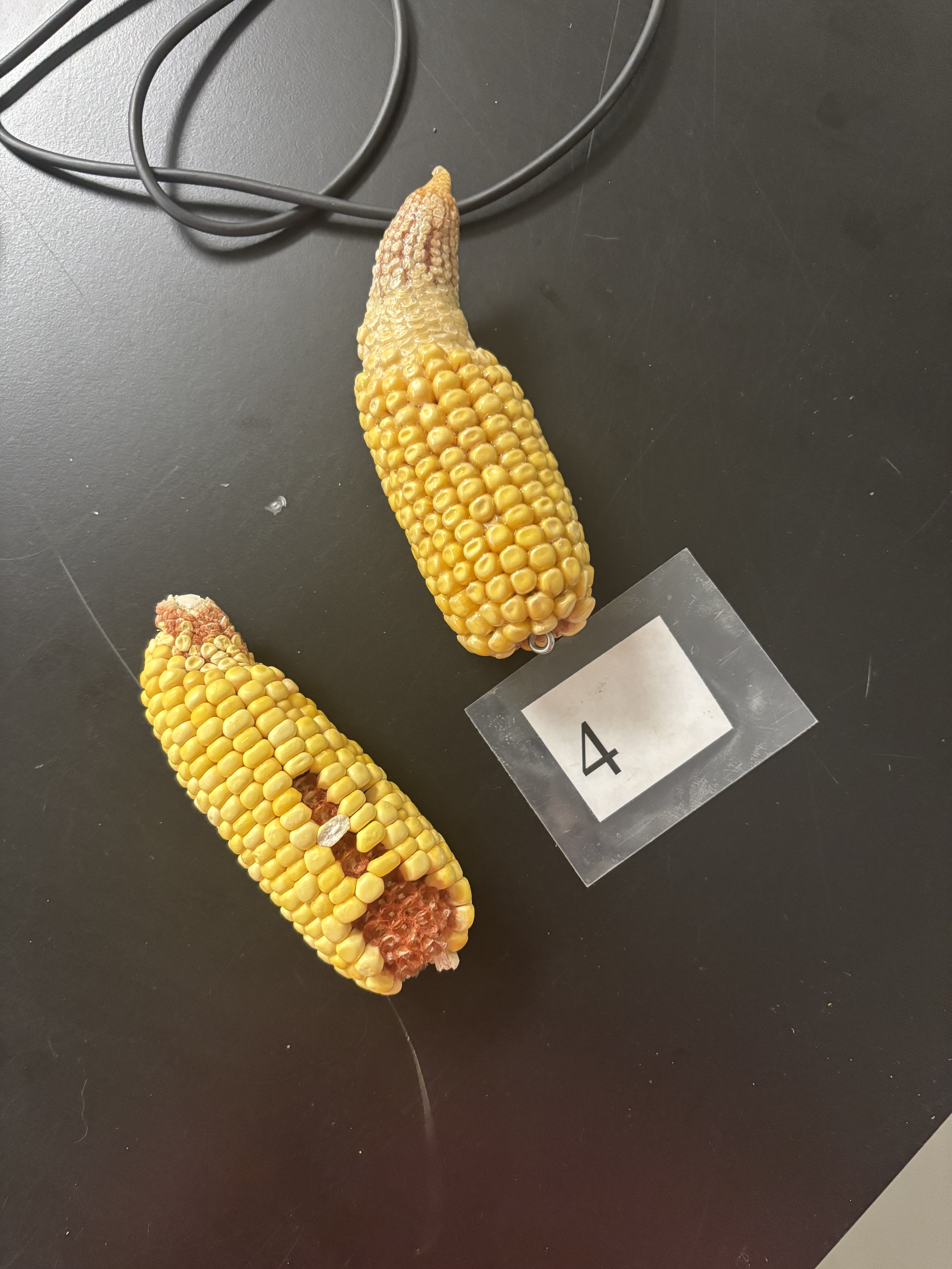 <p>Small ears, small kernels, unpollinated</p>
