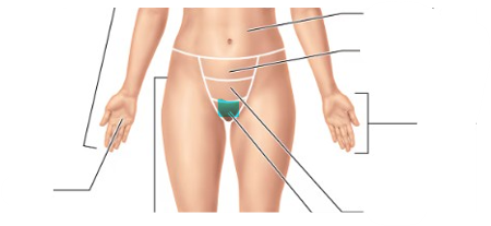 <p>gental region</p>