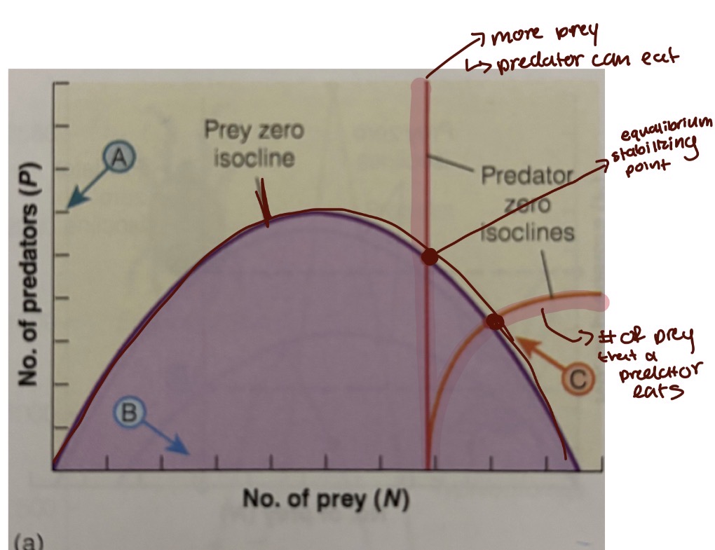 <p>It occurs when the predator isoline interacts the prey isoline to the right of the hump </p>