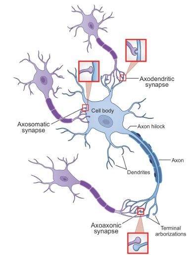 <p>axoaxonic </p>