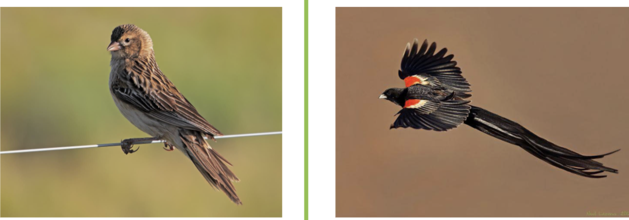 <p><span>In both types (intrasexual and intersexual selection), it is usually the<br>male’s secondary sexual traits<br>that are exaggerated</span></p>