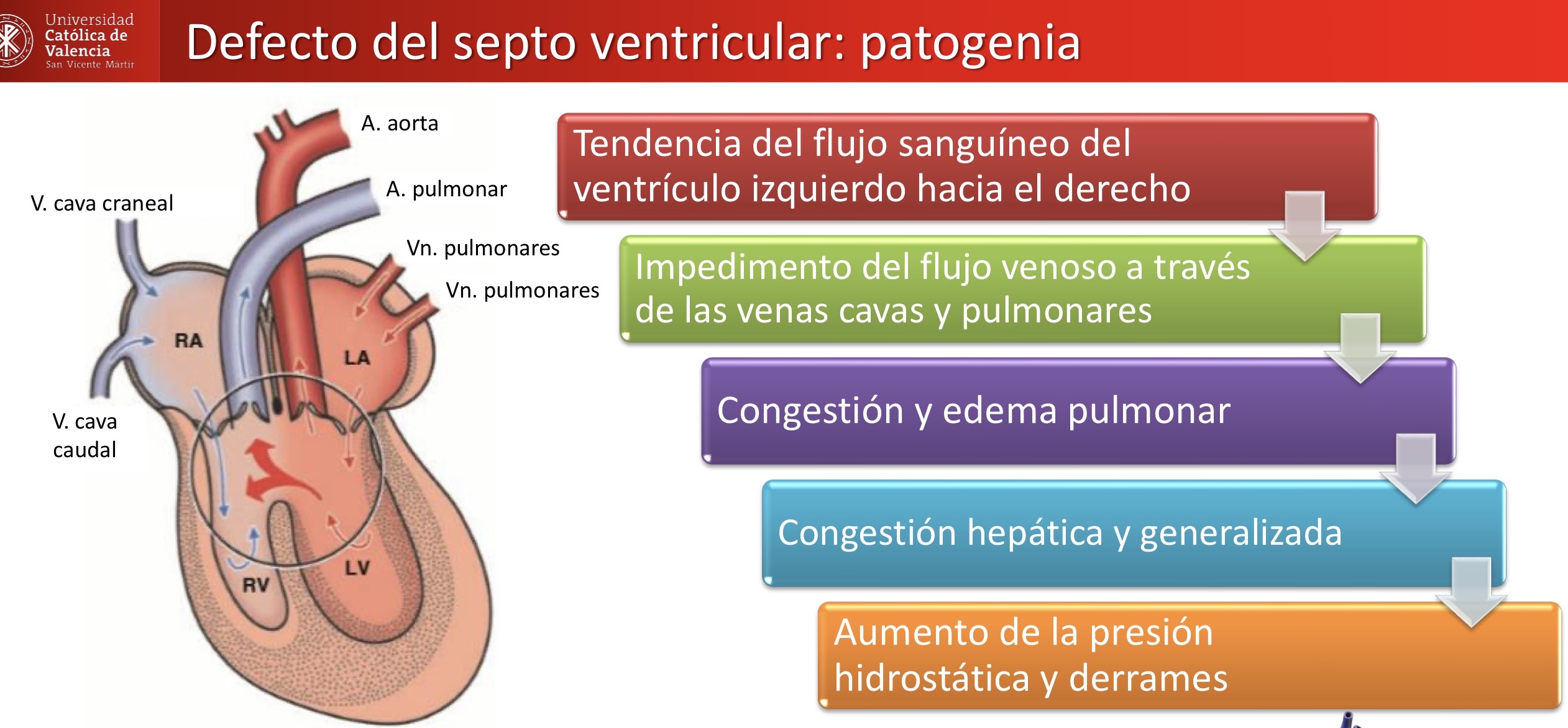 <p>CARDIOVASCULAR: defecto del septo ventricular </p><p>Lesiones asociadas: congestión pulmonar, capilares alveolares llenos de eritrocitos y edema alveolar </p>