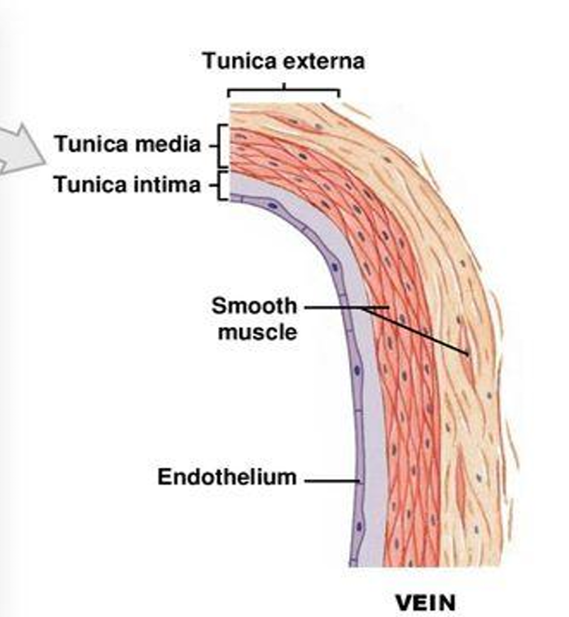 <ul><li><p>transerse section-usually flattened or collapsed with relatively thin wall</p></li><li><p>tunica media- often smooth, no internal elastic membrane</p></li><li><p>tunica media- thin, dominated by smooth muscle cells and collagen fibres, no external elastic membrane</p></li><li><p>tunica externa- collagen and elastic fibres, smooth muscle cells, nerve terminals</p></li></ul><p></p>