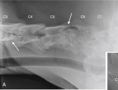 <p>An 8 months old quarter horse colt presents with grade 4/5 ataxia. Thoughts?</p>