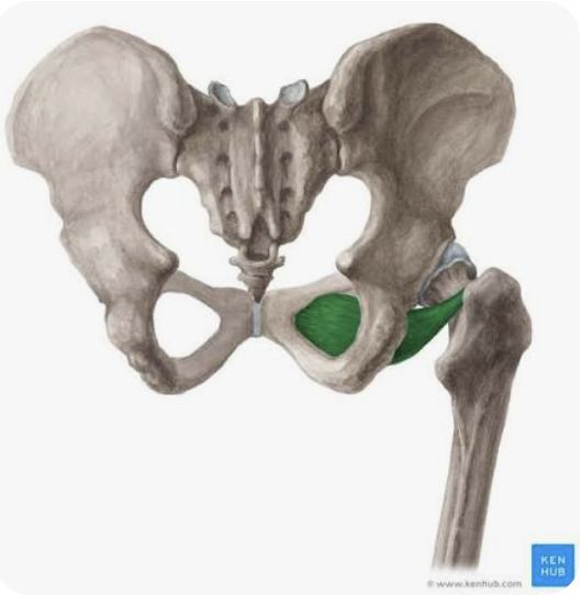 <p>O: Anterior surface of obturator membrane</p><p>I: Trochanteric fossa</p><p>A: External rotation of thigh; Adduction of the thigh</p><p>N: Obturator nerve</p>