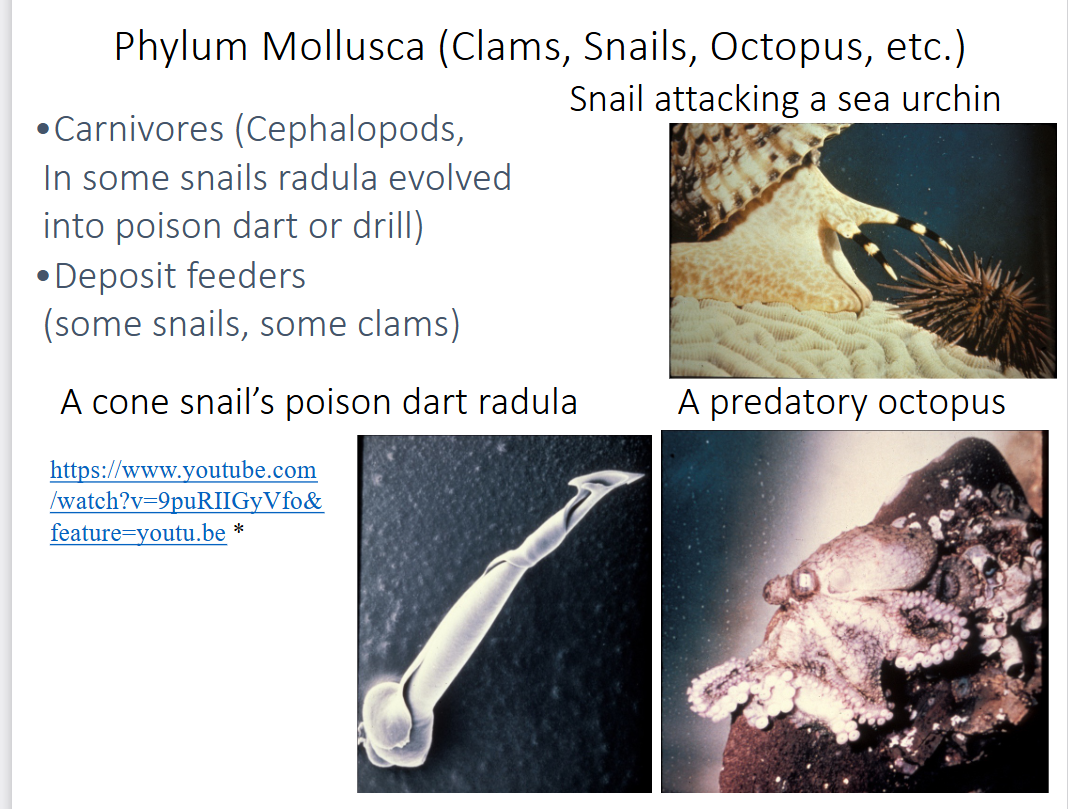 <p>how do Mollusca feed? </p>