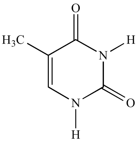 <p>pyrimidine </p>