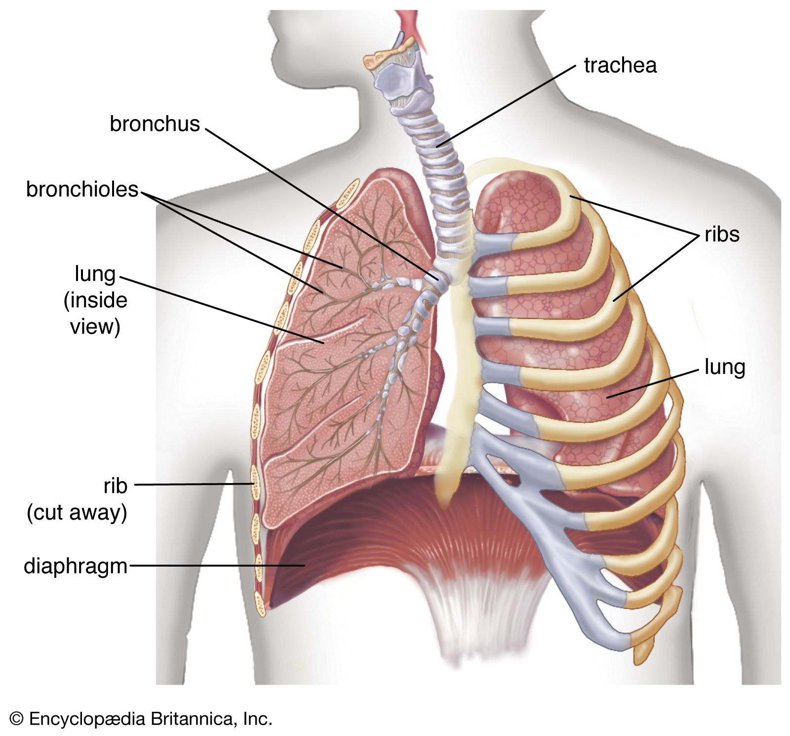 <p>The heart, lungs, esophagus, and great vessels</p>