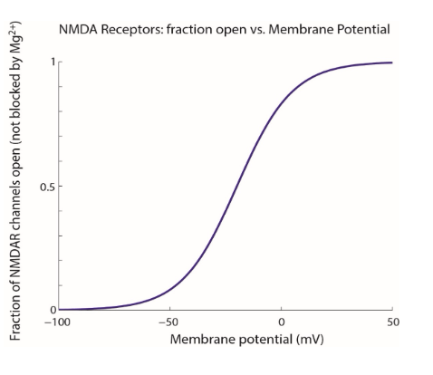 <p>why is this shifted to the right by higher extracellular [Mg2+] (NMDARs pore blocked by [Mg2+])</p>