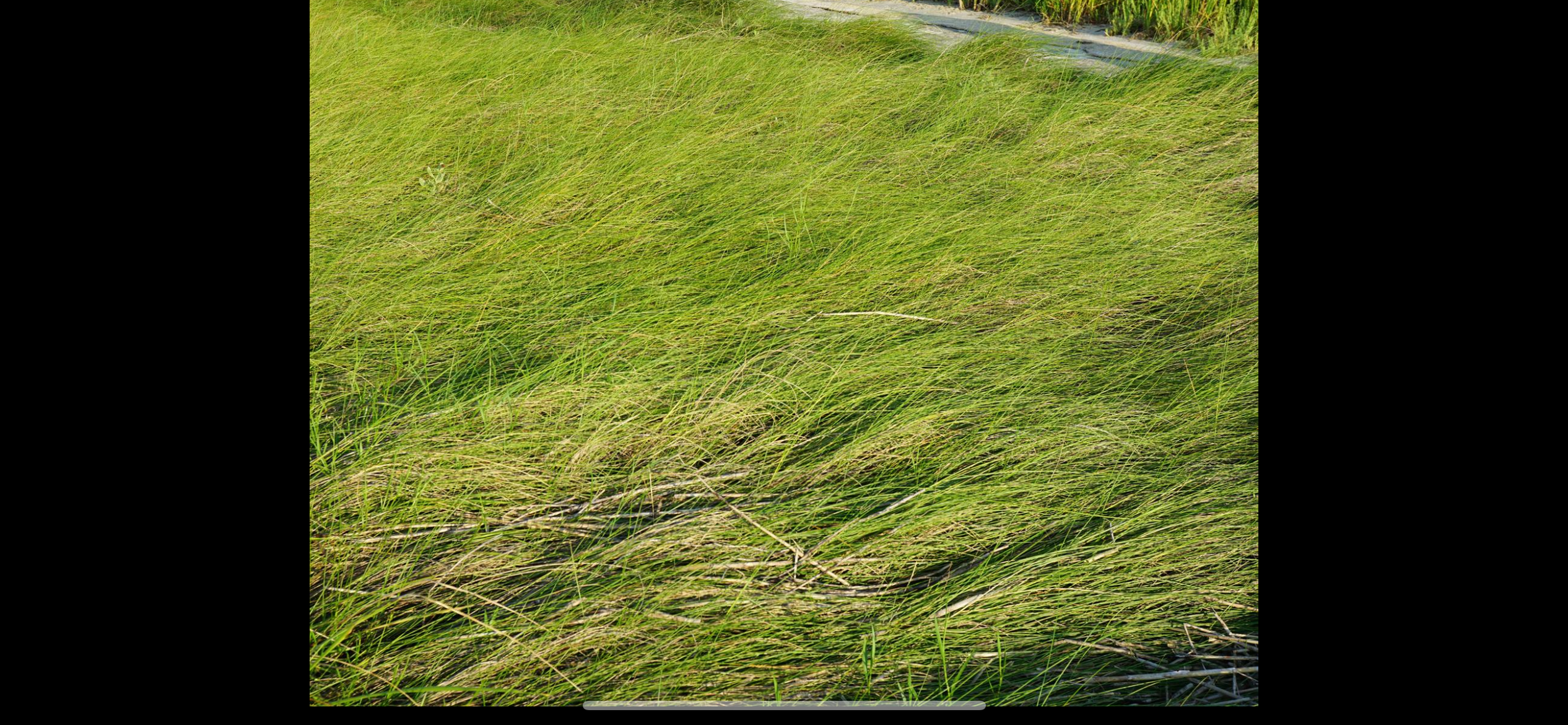 <p><span>Saltmeadow Cordgrass ā <em>Spartina patens</em></span></p><p></p><p><span><strong>LOOK FOR:</strong></span></p><ul><li><p><span><strong>Fine, narrow grass blades</strong></span></p></li><li><p><span>Usually shorter and more delicate-looking than smooth cordgrass</span></p></li><li><p><span>Blades often <strong>bend or arch over</strong>, giving it a soft, wispy appearance</span></p></li><li><p><span>Can form dense mats/meadows</span></p></li><li><p><span>Green in summer, often straw-colored/brown later in the year</span></p></li></ul><p><span><strong>HABITAT:</strong><br>The <strong>higher portions of salt marsh</strong>, where it isnāt flooded as frequently as the low marsh.</span></p><p><span><strong>REMEMBER:</strong><br><strong>SALTMEADOW = higher marsh + fine, floppy grass.</strong></span></p><p><span data-name="ocean" data-type="emoji">š</span><span><strong> The comparison I REALLY want you to remember</strong></span></p><p><span><strong>Smooth cordgrass (<em>S. alterniflora</em>)</strong><br>ā low marsh<br>ā frequently flooded<br>ā <strong>tall/upright</strong></span></p><p><span><strong>Saltmeadow cordgrass (<em>S. patens</em>)</strong><br>ā high marsh<br>ā less frequently flooded<br>ā <strong>fine/floppy</strong></span></p><p><span>That elevation difference is a HUGE field-ID clue.</span></p><p><span><strong>NJ CONNECTION:</strong><br>Very common in NJ salt marshes and especially useful for understanding the <strong>zonation</strong> of a marsh.</span></p><p><span><strong>WHY YOU CARE:</strong><br>Youāre starting to learn something much more powerful than individual species:</span></p><p><span><strong>Plants tell you where you are in the marsh.</strong></span></p><p><span>If you can identify the vegetation zone, you can start predicting what fish, crabs and other animals youāre likely to encounter there.</span></p><p><span data-name="brain" data-type="emoji">š§ </span><span><strong> One-second ID</strong></span></p><p><span><strong>Fine + floppy + high salt marsh = SALTMEADOW CORDGRASS.</strong></span></p>