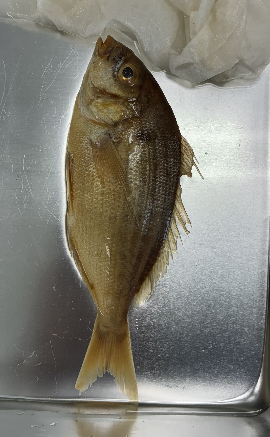 <p>Family Sparidae (porgies) - <em>Lagodon rhomboides</em></p>