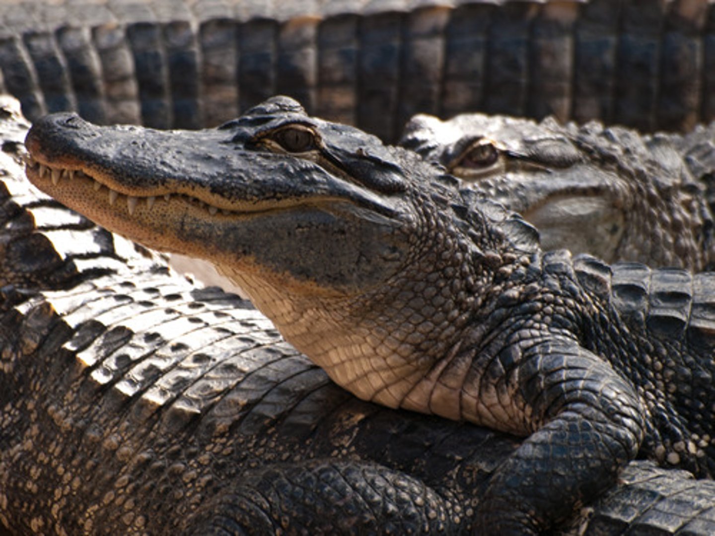 <p>alligator</p>