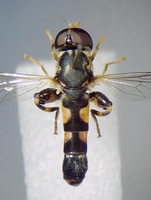<p>Diptera</p>