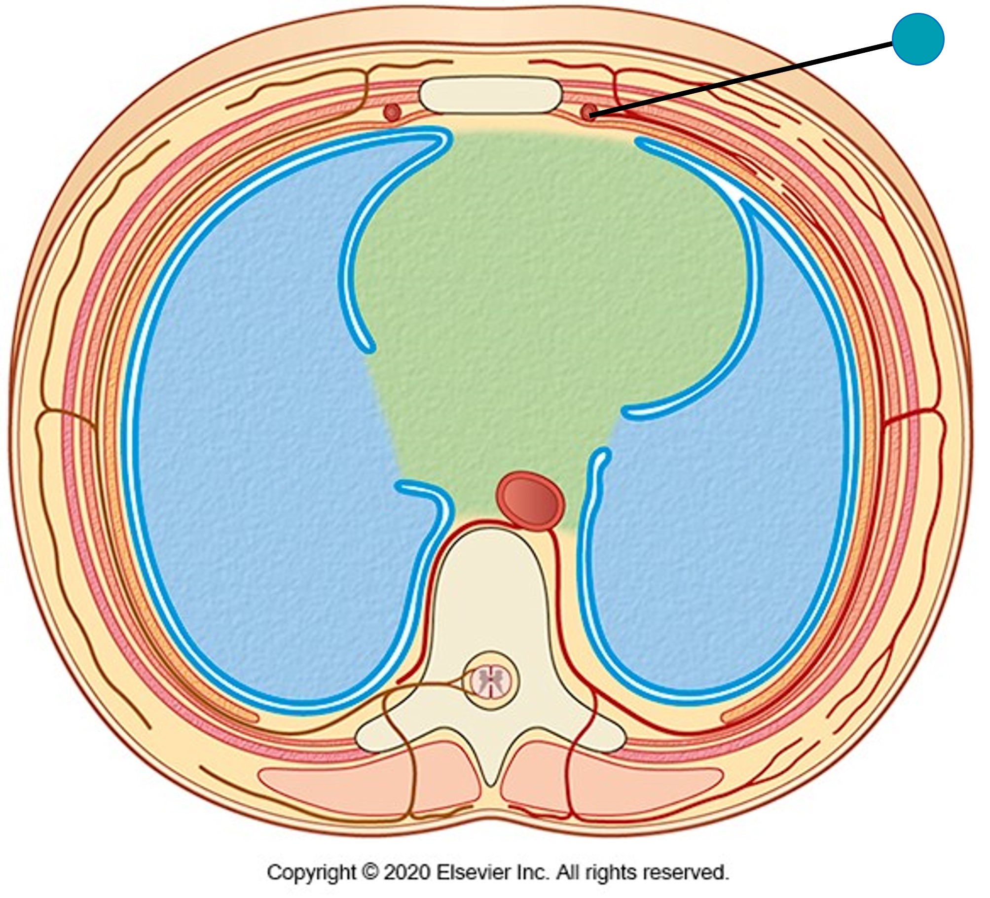 <p><span>The structure indicated by the blue pin is the:</span></p>