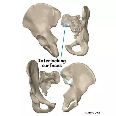 <p>Sacroiliac articulating surface</p>