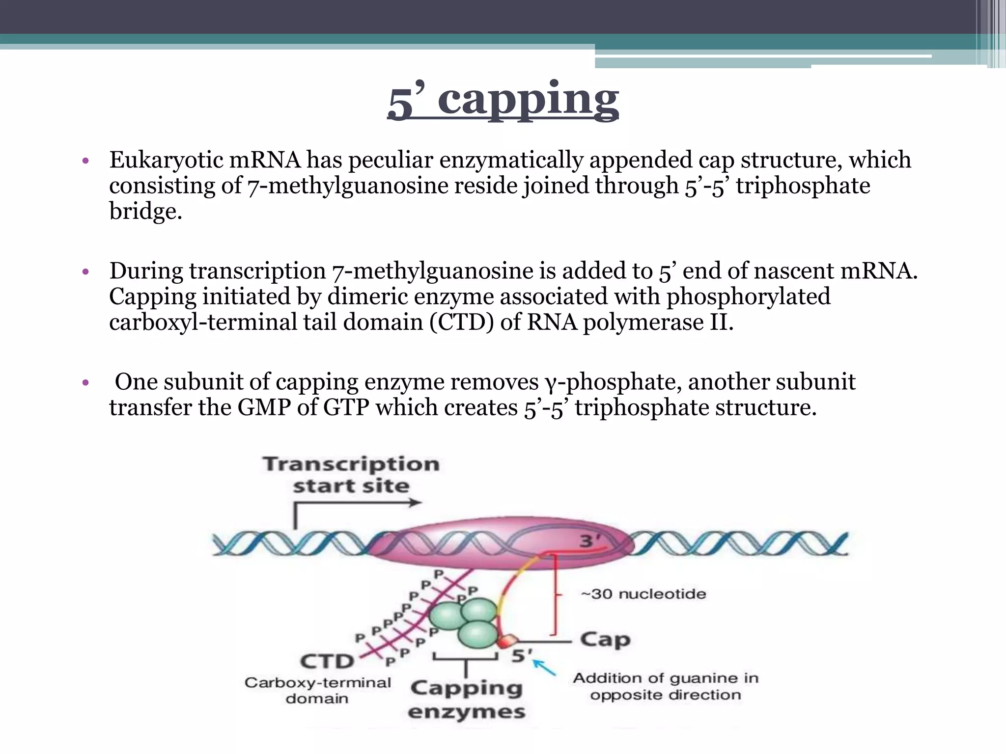 <p>Addition of a modified guanine nucleotide (5’ cap) to the 5’ end of a pre-mRNA. This protects the RNA and aids in nuclear export and translation, and helps ribosome recognize mRNA</p>