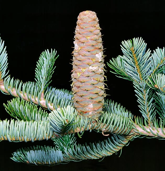 <p>Jodła pospolita</p><p>Abies alba</p>