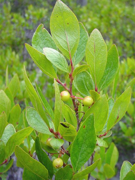 <p>Gaylussacia baccata (Ericaceae)</p>