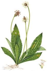 <p>Plantago Lanceloata</p>