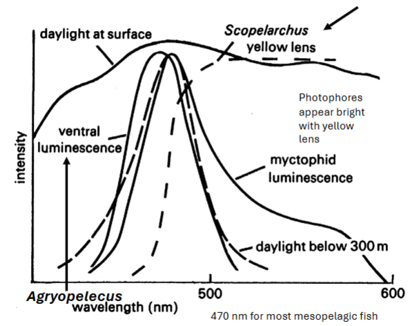 <p>have a yellow lens - photophores appear bright with yellow lens (can see laternfish (myctophids))</p>