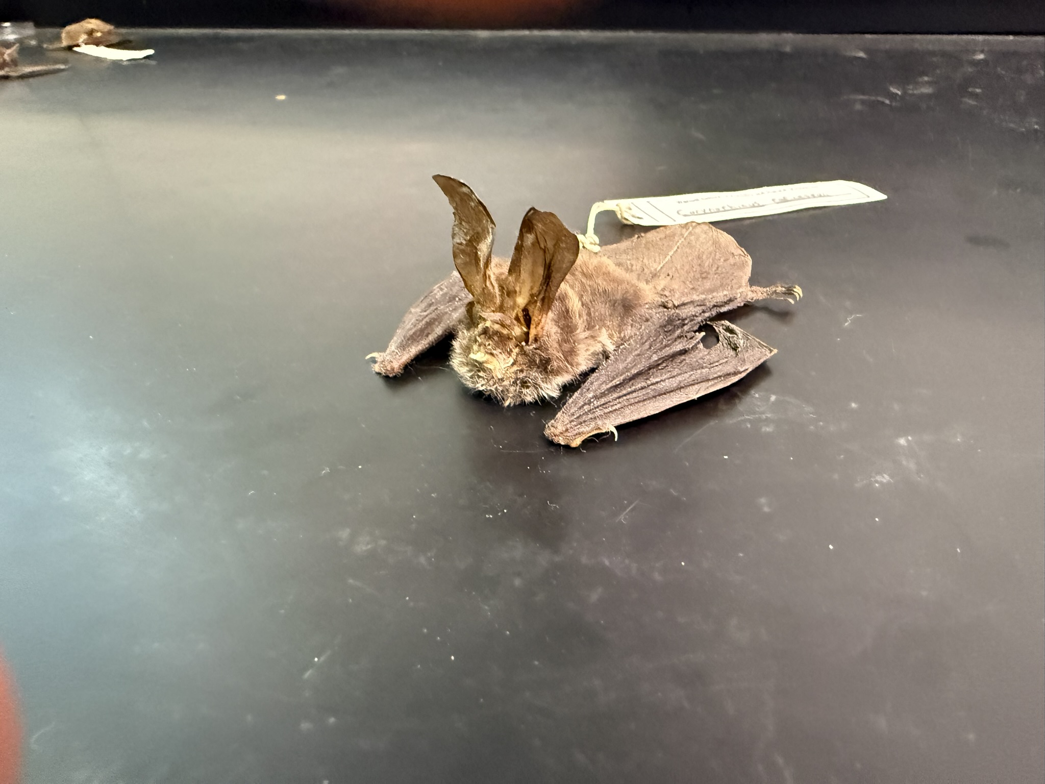 <p>What is the name and taxonomy of the species?</p>