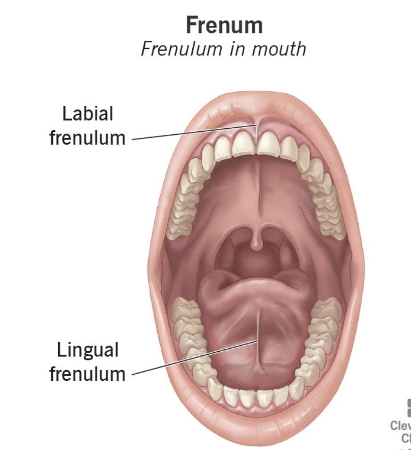 <p>Lingual frenulum</p>