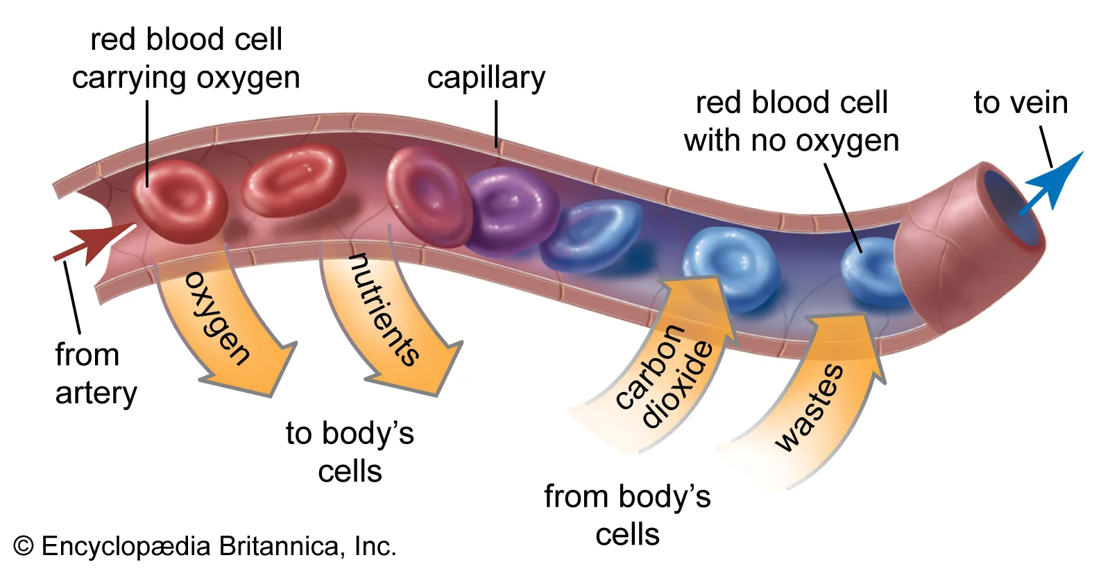 <p>from artery oxygenated RBC: <strong>oxygen &amp; nutrients</strong> <strong>diffuse</strong> → body cells</p><p>from body cells: <strong>carbon dioxide and waste</strong> <strong>diffuse</strong> → dexoygenated RBC</p>