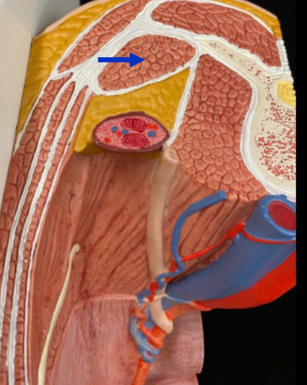 <p>Name the muscle</p>