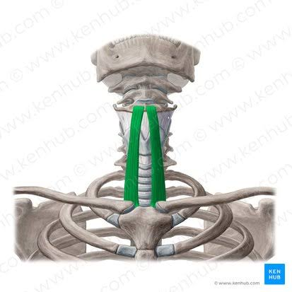 <p>O: hyoid</p><p>I: thyroid cartilage</p><p>A: stabilizes/depresses hyoid</p><ul><li><p>if hyoid is fixed it will elevate the larynx</p></li></ul><p></p>