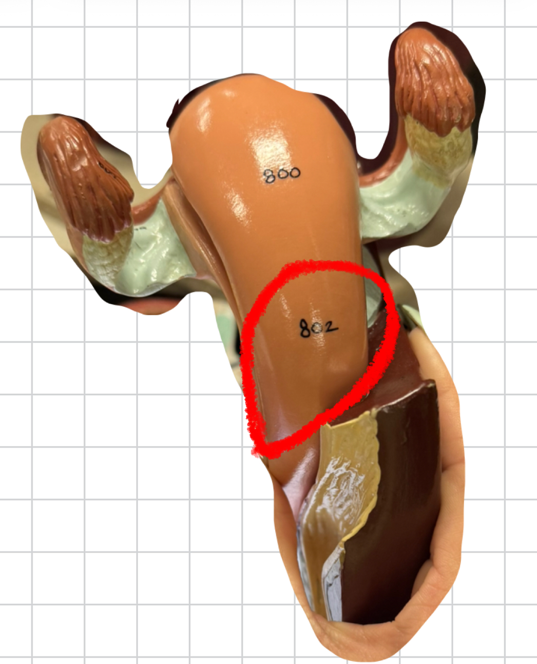 term image