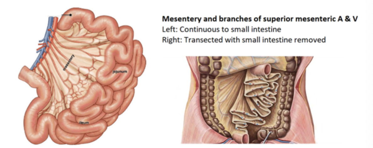 <p><strong>mesentery</strong></p>