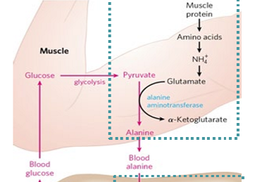 <p>aminotransferase moves amino group to pyruvate from glutamate to produce alanine </p>