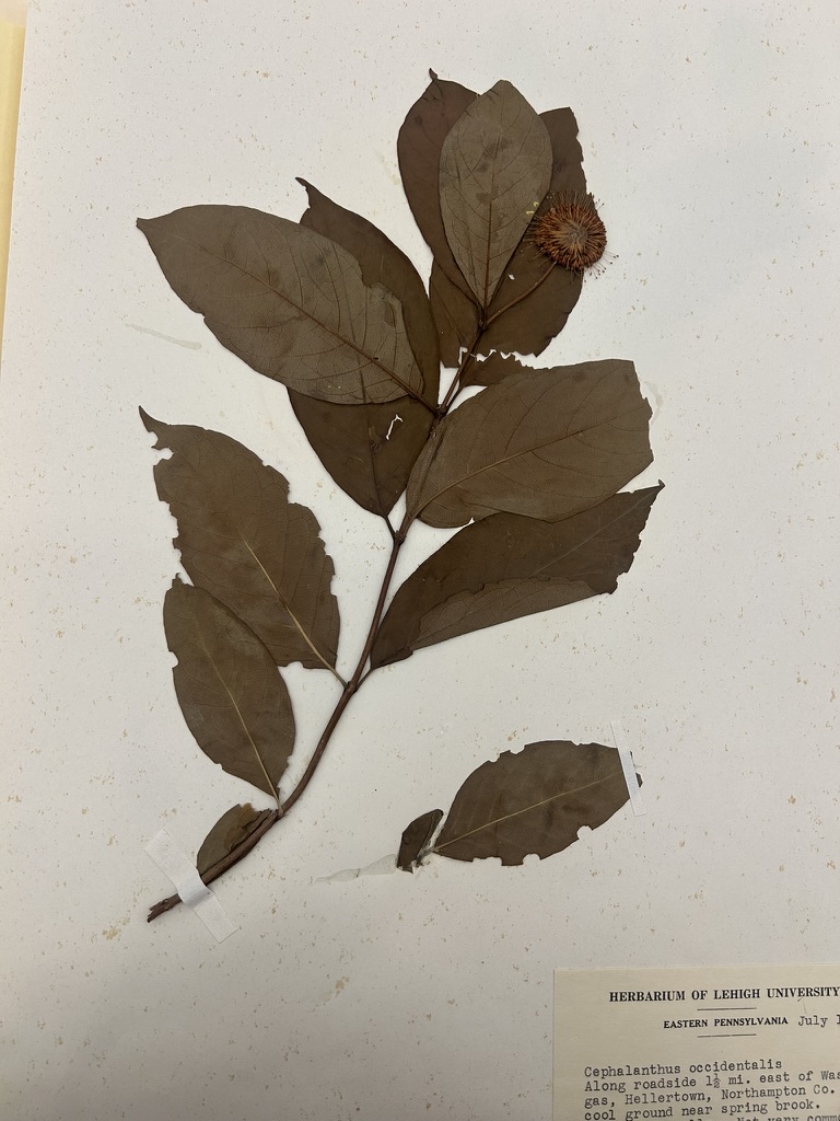 <p>Buttonbush</p>