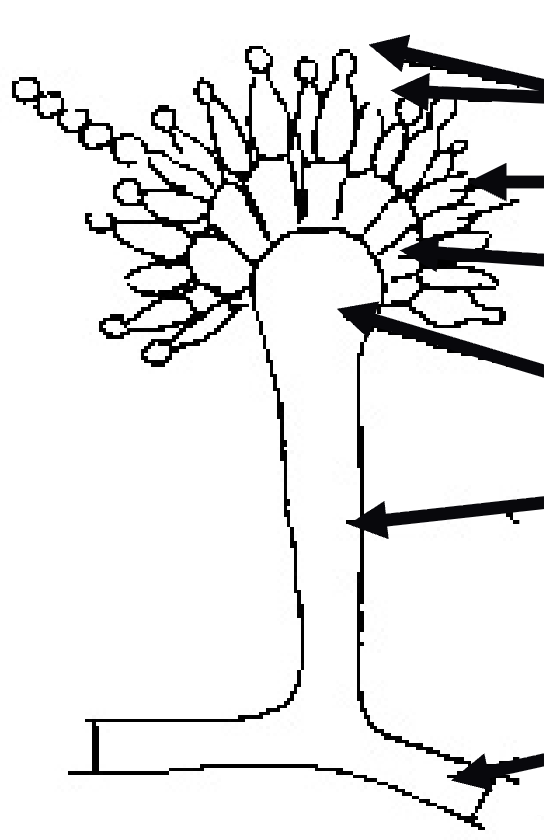 <p>fifth arrow</p>