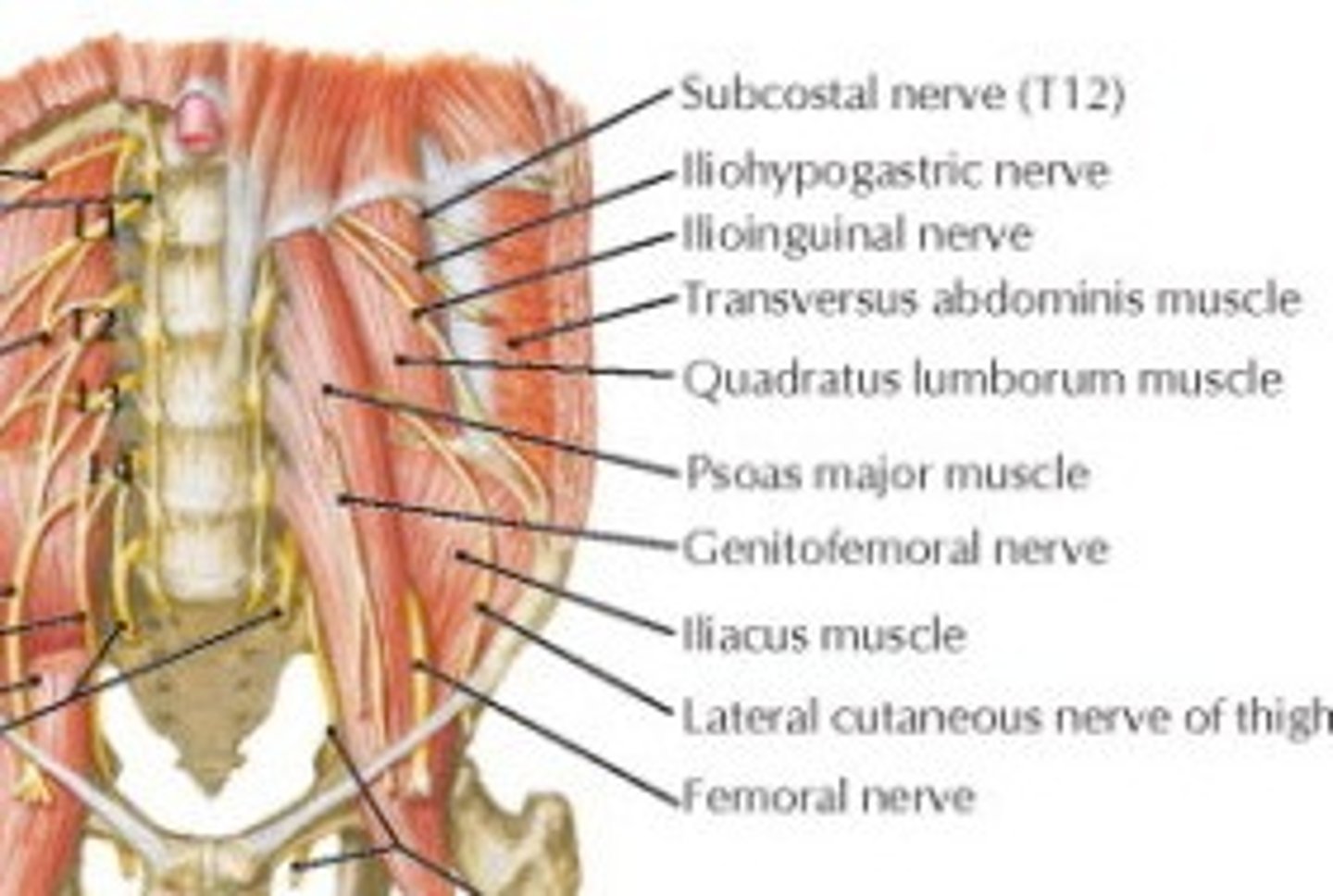 <p>what does the Iliohypogastric nerve (L1) of the lumbar plexus innervate? </p>