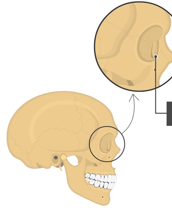 <p>A shallow depression in a bone, often serving as the articular surface of the bone</p>