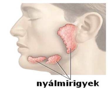 <ul><li><p style="text-align: justify;"><span style="background-color: transparent;">Nyálat termelik</span></p></li><li><p style="text-align: justify;"><span><strong>Kis nyálmirigyek</strong></span><span style="background-color: transparent;">: szájüreg falában szétszórtan</span></p></li><li><p style="text-align: justify;"><span><strong>Nagy nyálmirigyek</strong></span></p><ul><li><p style="text-align: justify;"><span style="background-color: transparent;">Állkapocs alatti (<em>glandula submandibularis</em>)</span></p></li><li><p style="text-align: justify;"><span style="background-color: transparent;">Nyelv alatti (<em>glandula sublingualis</em>)</span></p></li><li><p style="text-align: justify;"><span style="background-color: transparent;">Fültőmirigy (<em>parotis</em>)</span></p></li></ul></li></ul><p></p>