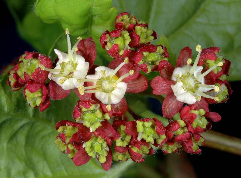<p>Opposite, deciduous, round, 7-9 lobed leaves. White flowers at the end of shoots. Winged seeds widely spreading. </p>