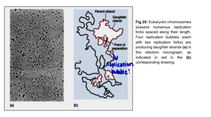 <ul><li><p>eukaryotic chromosome is much larger and consists of a <strong>linear</strong> DNA molecule, with <strong>multiple origins of replication </strong></p><ul><li><p>advantage of having multiple oriR: <strong>multiple replication bubbles form </strong>and eventually <strong>fuse</strong> = <strong>speed up</strong> the <strong>copying</strong> of very long DNA molecules </p></li><li><p>replication takes approximately 8 hours in human cells with multiple oriR; if only 1 oriR, 100 times longer </p></li><li><p>impt given the much larger size of eukaryotic chromosome </p></li></ul></li></ul><p></p>