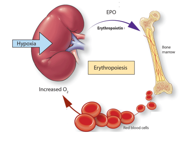 <p>Kidneys detect reduced O2 carrying capacity of blood</p><p>↓</p><p>Kidneys respond by secreting erythropoietin (EPO) into the bloodstream</p><p>↓</p><p>Erythropoietin (EPO) stimulates erythropoiesis by the bone marrow</p><p>↓</p><p>Addition of circulating erythrocytes increases O2 carrying capacity of the blood</p><p>↓</p><p>Increased O2 carrying capacity relieves the initial stimulus that triggered EPO</p>