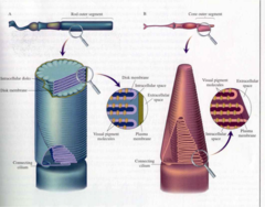 <p>RODS</p><p>- sensitive to low light intensity, so function better in low light</p><p>- many rod cells synapse with single sensory neurone, increasing chance that threshold value to create generator potential is exceeded</p><p>CONES: </p><p>- not sensitive to low light, so function better in bright light</p><p>- each cone cell synapses with a single sensory neurone, making it harder to exceed threshold value to create generator potential</p>