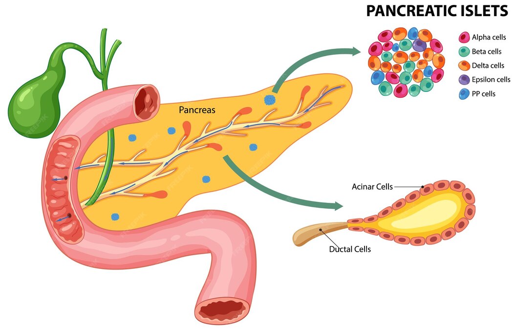 <p>pancreatic islets</p>